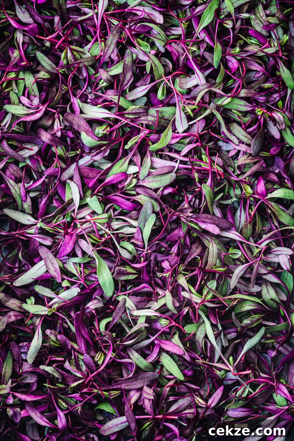 up close shot of bulls blood micro greens!
