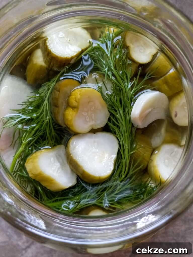 Amish Refrigerator Pickles: Quick No-Cook Dill Recipe 6 pickle slices in a gallon jar with dill, onion, and garlic on the top - ready to eat
