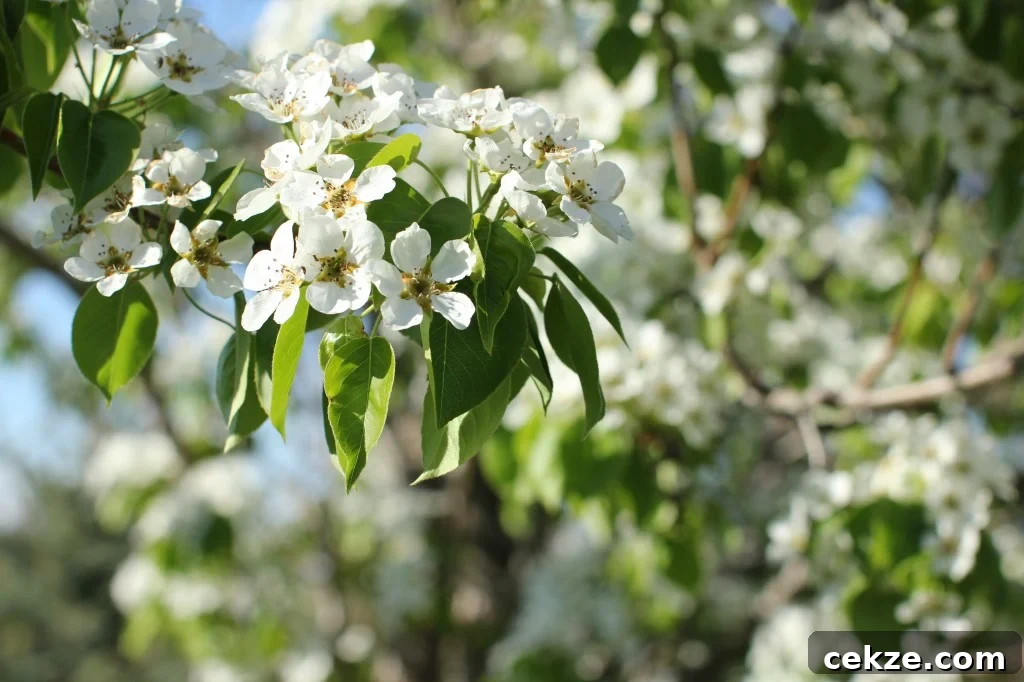 pear tree blossoms, 2013