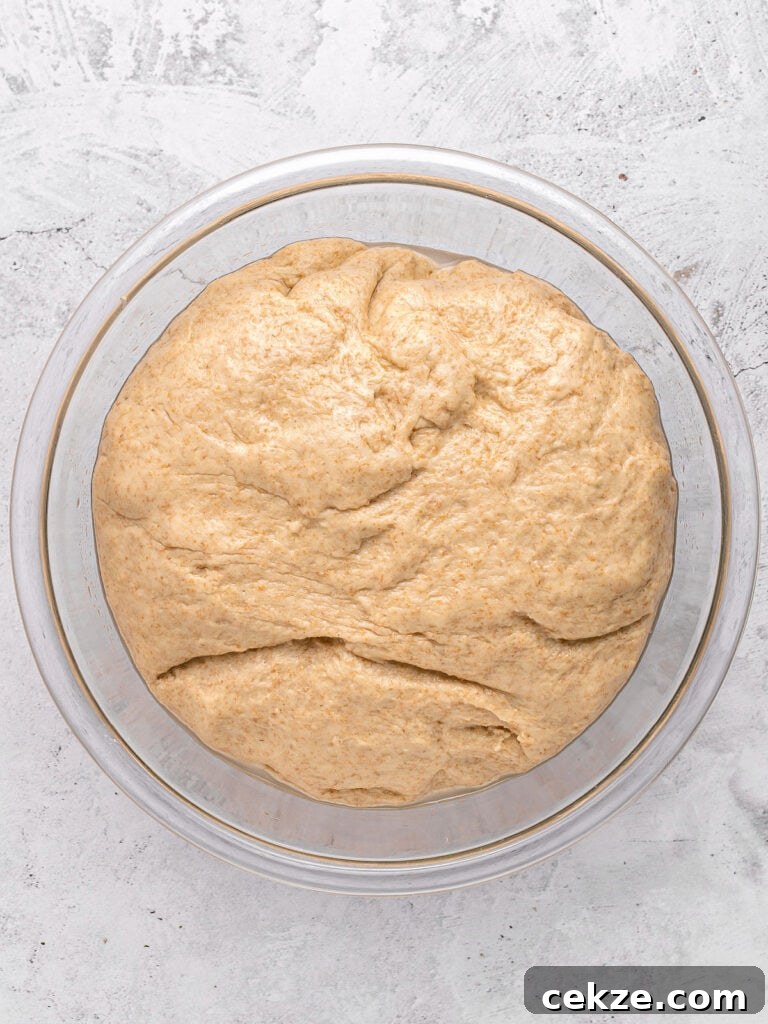 Homestyle Whole Wheat Sandwich Bread Recipe for Families 7 Glass bowl with risen whole wheat dough. Light gray surface.