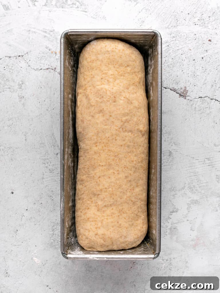 Homestyle Whole Wheat Sandwich Bread Recipe for Families 9 Metal loaf pan with sandwich bread dough. Light gray surface.
