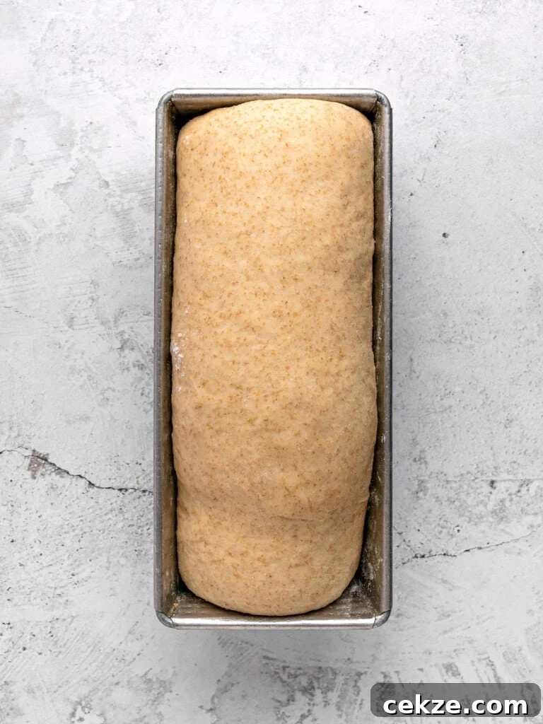 Homestyle Whole Wheat Sandwich Bread Recipe for Families 10 Risen whole wheat bread dough in a loaf pan. Light gray surface.