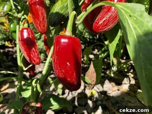 Homemade Hot Sauce Recipe: Quick, Flavorful Chili Sauce 4 Fully ripe jalapeños.